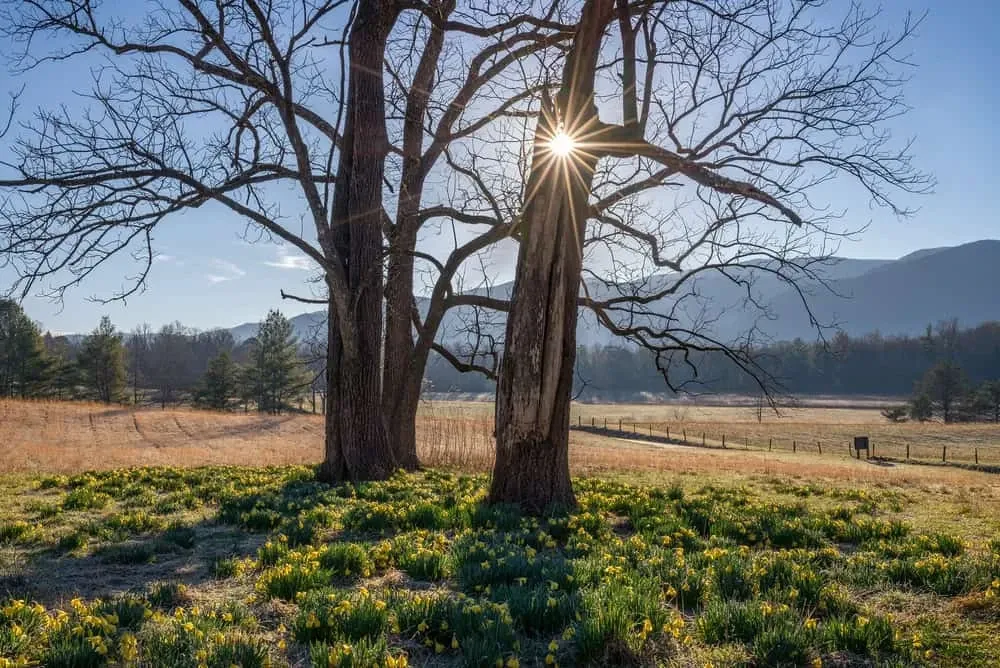 spring vacation in the smoky mountains